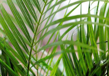 Areca kamerplant